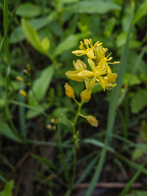 Schoenolirion croceum (Yellow sunnybell) #58333