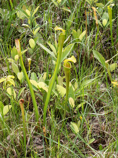 Sarracenia alata (Yellow trumpets) #58337