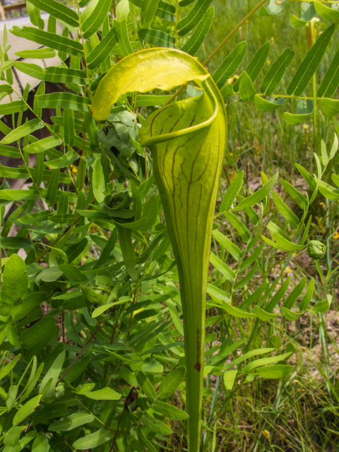 Sarracenia alata (Yellow trumpets) #58338