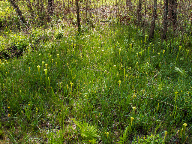 Sarracenia alata (Yellow trumpets) #58339