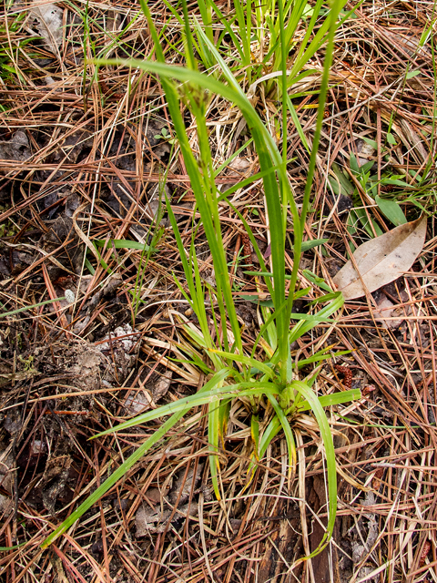 Rhynchospora capitellata (Brownish beaksedge) #58348