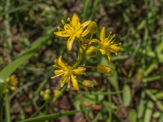 Schoenolirion croceum (Yellow sunnybell) #58356