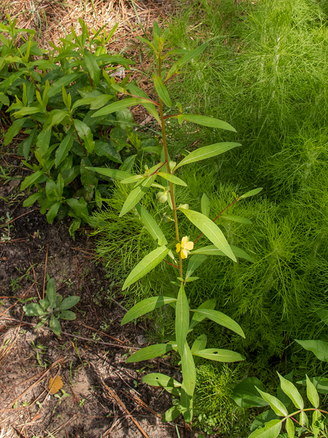 Seedbox (Ludwigia alternifolia)