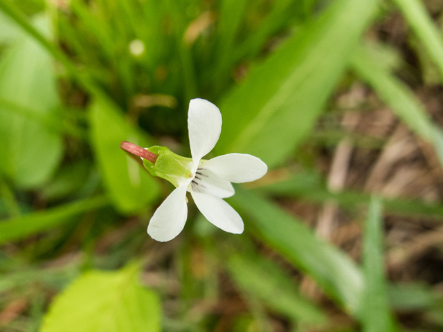 Viola primulifolia (Primrose-leaf hybrid violet) #58404
