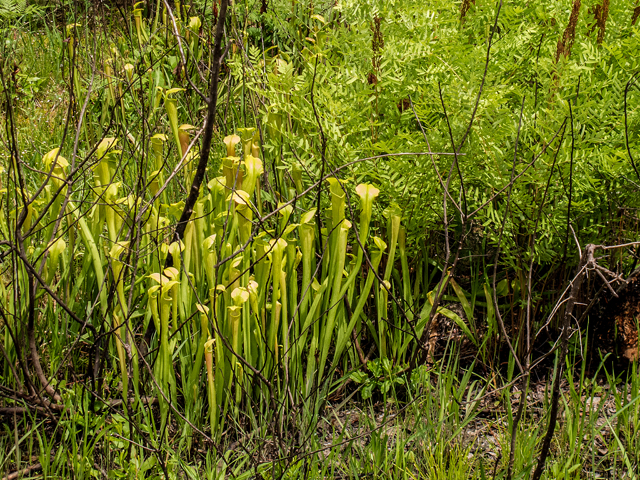 Sarracenia alata (Yellow trumpets) #58406