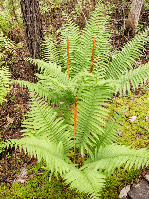 Osmunda cinnamomea (Cinnamon fern) #58410