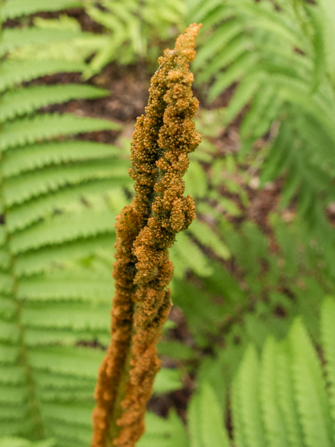 Osmunda cinnamomea (Cinnamon fern) #58411