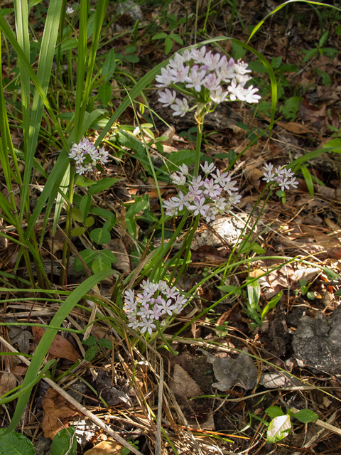 Allium canadense var. mobilense (Meadow garlic) #58413