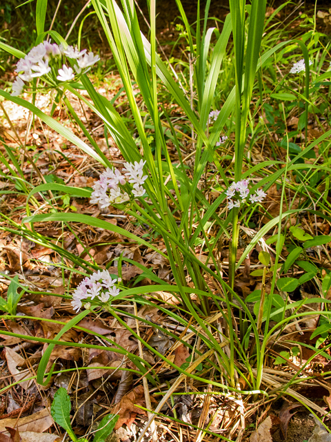 Allium canadense var. mobilense (Meadow garlic) #58414