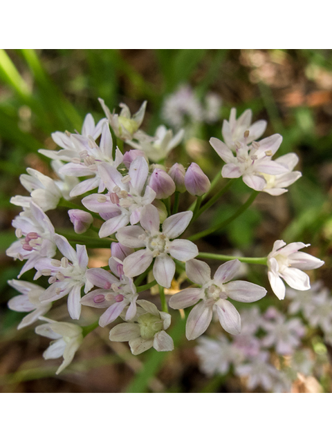 Allium canadense var. mobilense (Meadow garlic) #58416