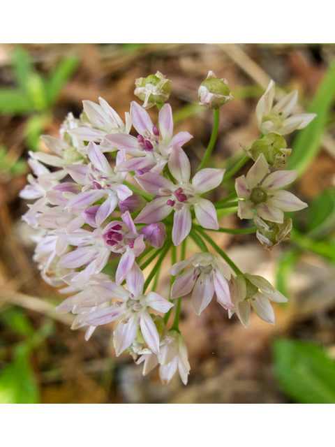 Allium canadense var. mobilense (Meadow garlic) #58417