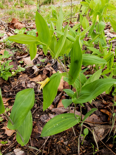 Uvularia perfoliata (Perfoliate bellwort) #58455