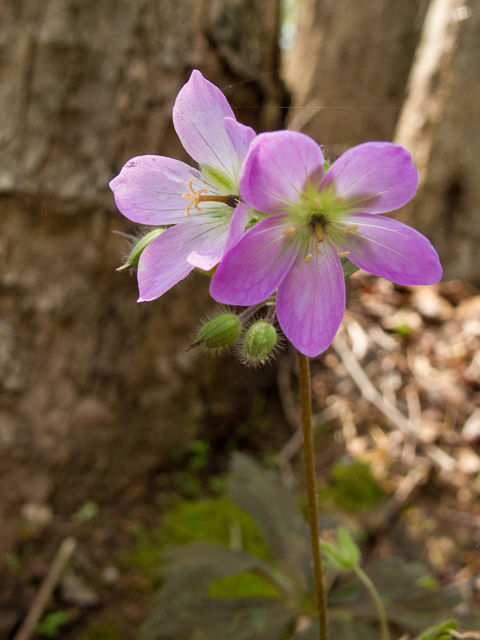 Geranium maculatum (Spotted geranium) #58464