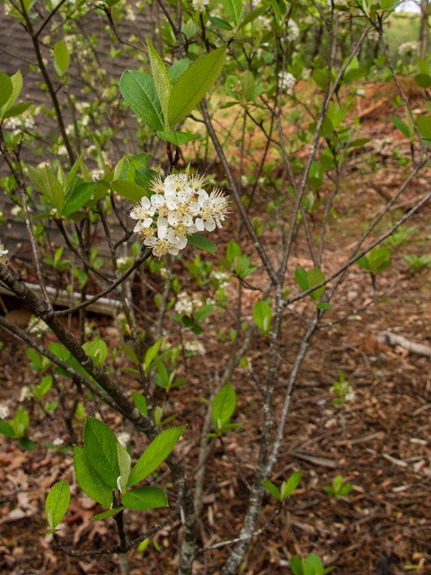 Aronia arbutifolia (Red chokeberry) #58468