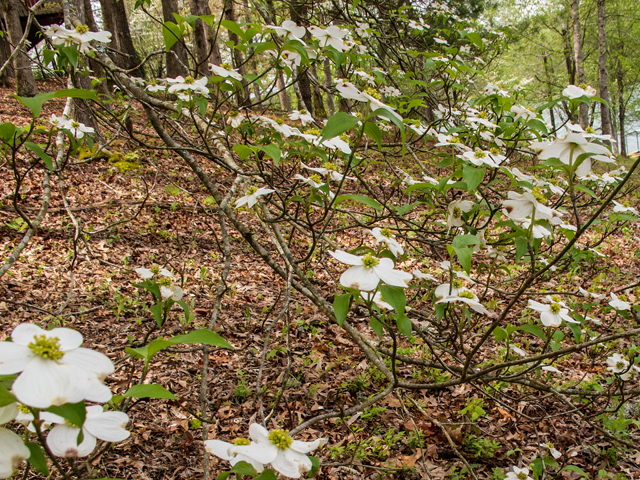 Cornus florida (Flowering dogwood) #58473