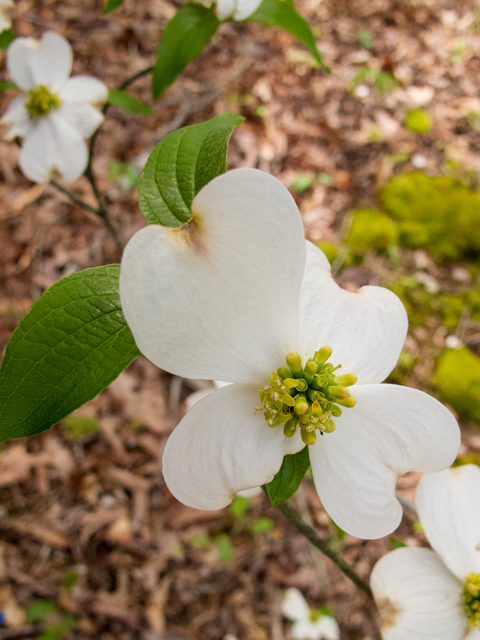 Cornus florida (Flowering dogwood) #58474