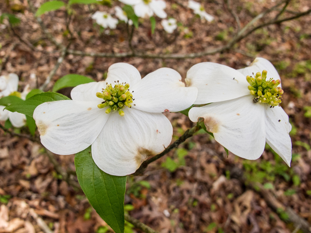 Cornus florida (Flowering dogwood) #58475