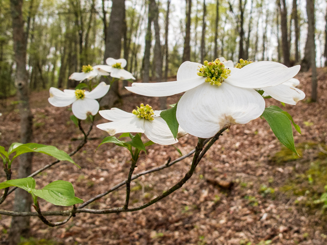 Cornus florida (Flowering dogwood) #58478