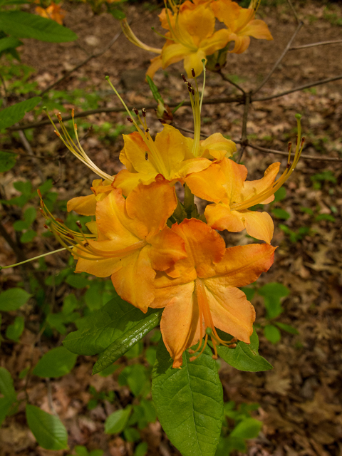 Rhododendron calendulaceum (Flame azalea) #58483