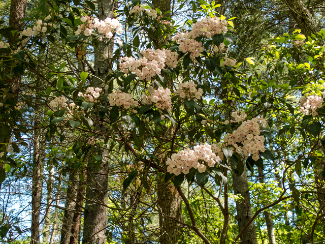 Kalmia latifolia (Mountain laurel) #58505