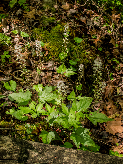 Tiarella cordifolia (Heartleaf foamflower) #58508