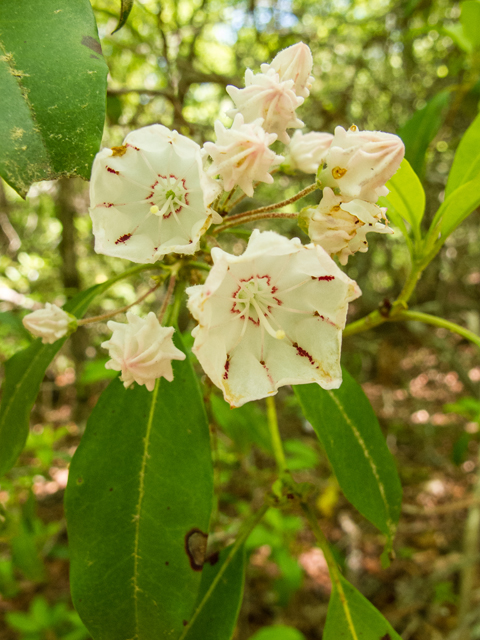 Kalmia latifolia (Mountain laurel) #58511