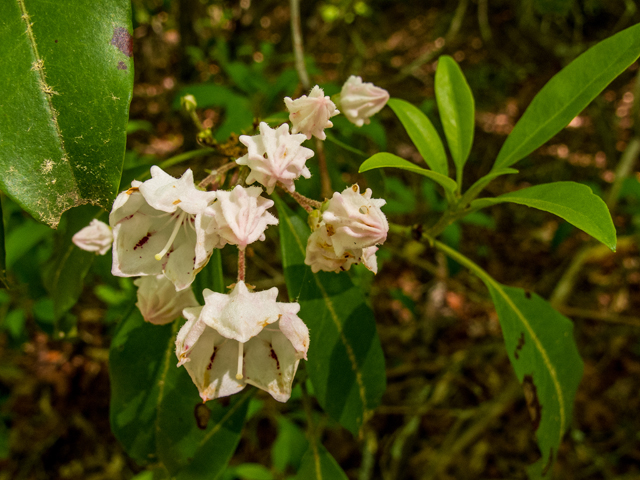 Kalmia latifolia (Mountain laurel) #58512
