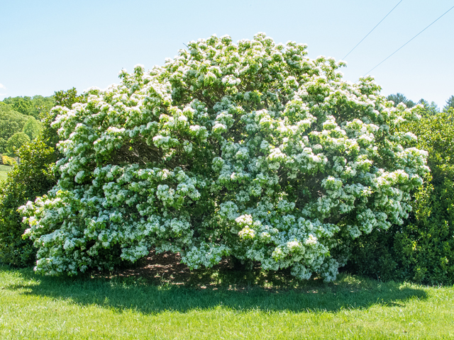 Chionanthus virginicus (White fringetree) #58540