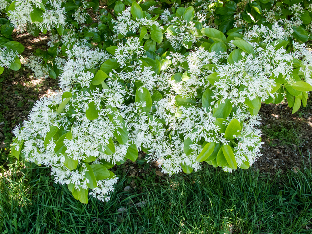 Chionanthus virginicus (White fringetree) #58541
