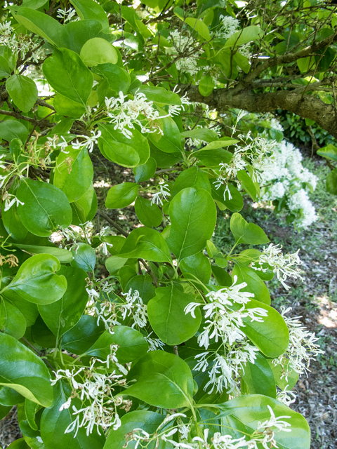 Chionanthus virginicus (White fringetree) #58542