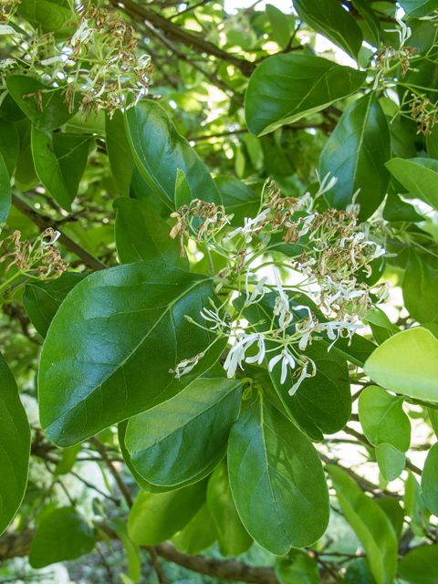 Chionanthus virginicus (White fringetree) #58543
