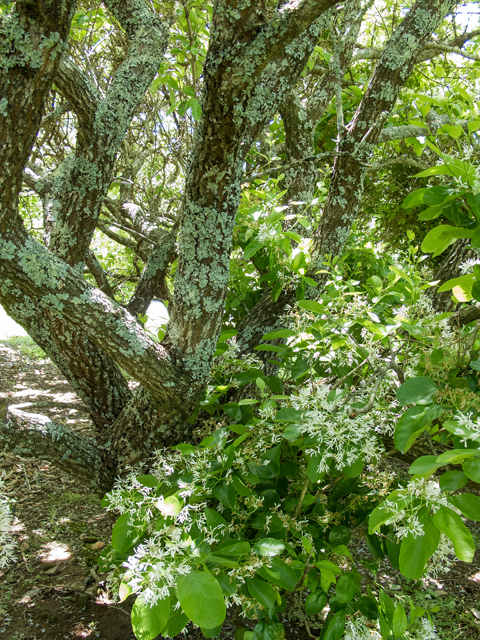 Chionanthus virginicus (White fringetree) #58544