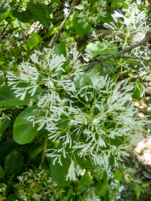 Chionanthus virginicus (White fringetree) #58545