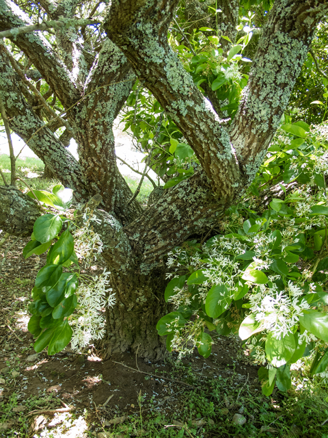 Chionanthus virginicus (White fringetree) #58546