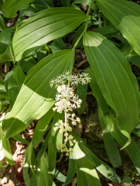 Maianthemum racemosum ssp. racemosum (Feathery false lily of the valley) #58582