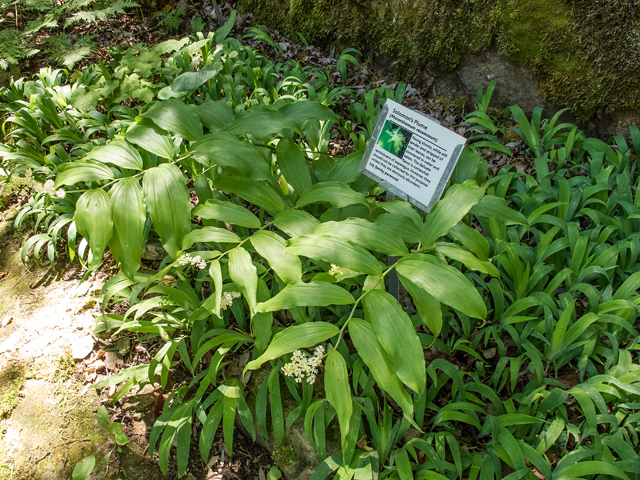 Maianthemum racemosum ssp. racemosum (Feathery false lily of the valley) #58583