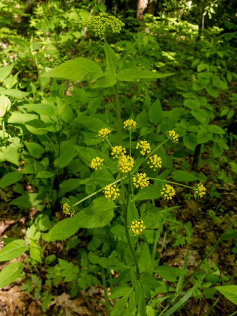 Zizia trifoliata (Meadow alexanders) #58584