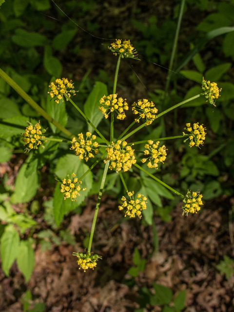 Zizia trifoliata (Meadow alexanders) #58585
