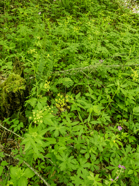 Zizia trifoliata (Meadow alexanders) #58588