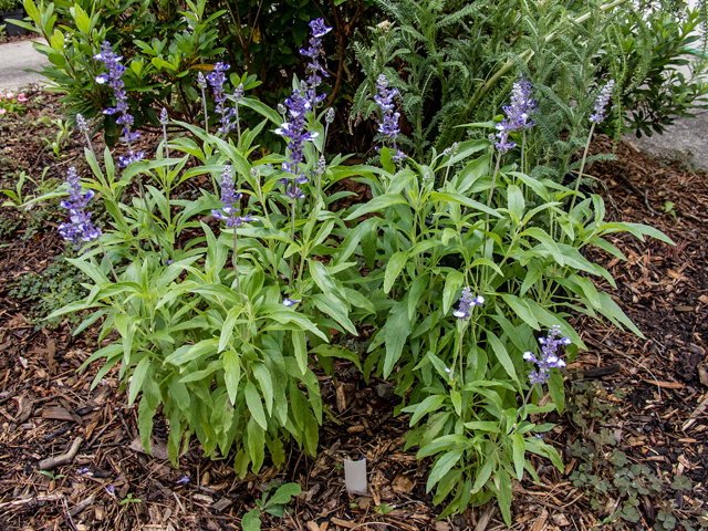 Salvia farinacea (Mealy blue sage) #58612