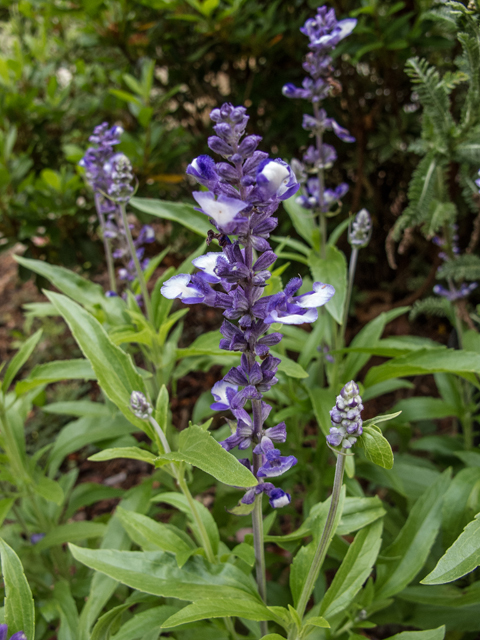 Salvia farinacea (Mealy blue sage) #58613