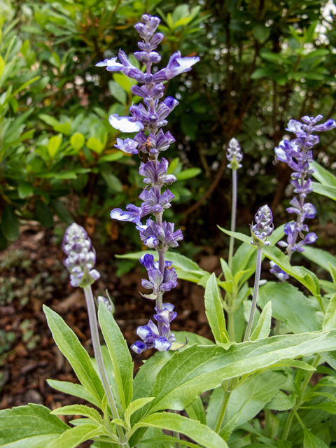 Salvia farinacea (Mealy blue sage) #58614