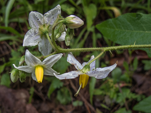 Solanum carolinense (Carolina horsenettle) #58616