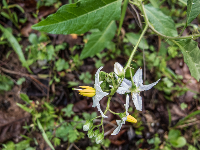 Solanum carolinense (Carolina horsenettle) #58617