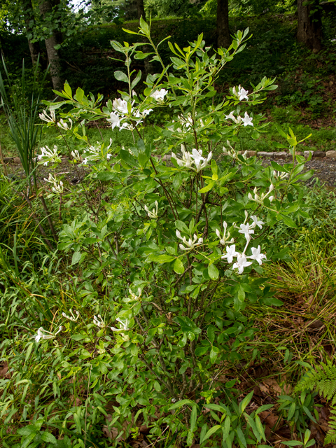 Rhododendron viscosum (Swamp azalea) #58618