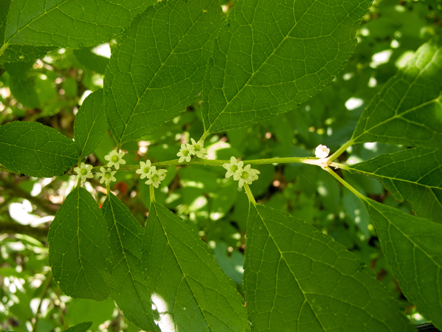 Ilex verticillata (Common winterberry) #58624