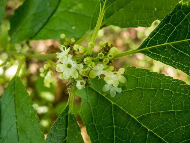 Ilex verticillata (Common winterberry) #58626