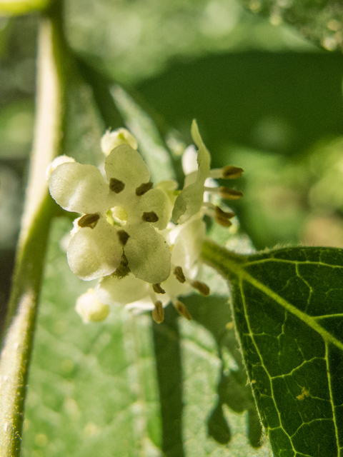 Ilex verticillata (Common winterberry) #58627