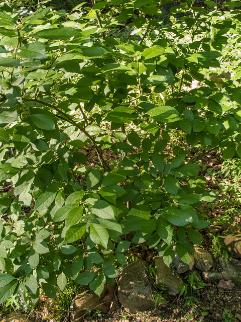 Ilex verticillata (Common winterberry) #58629
