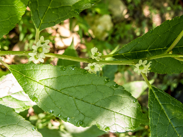 Ilex verticillata (Common winterberry) #58630